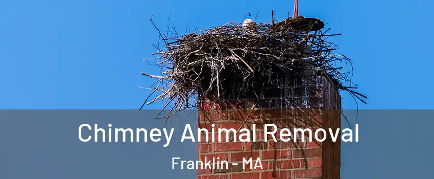 Chimney Animal Removal Franklin - MA