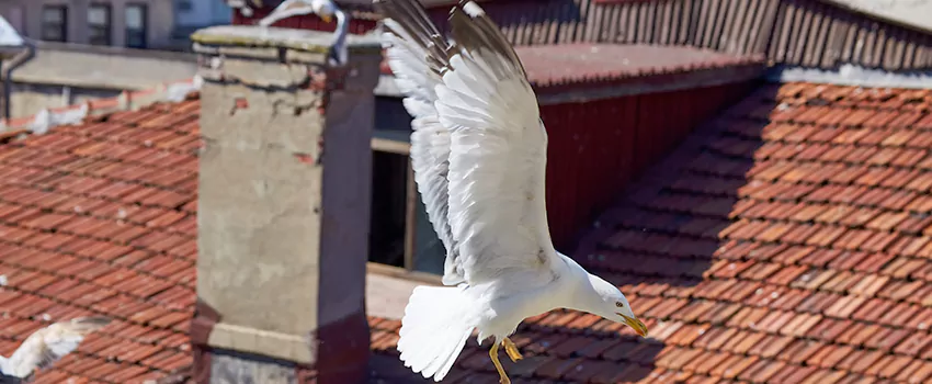 Residential Chimney Animal Removal Solution in Franklin, MA