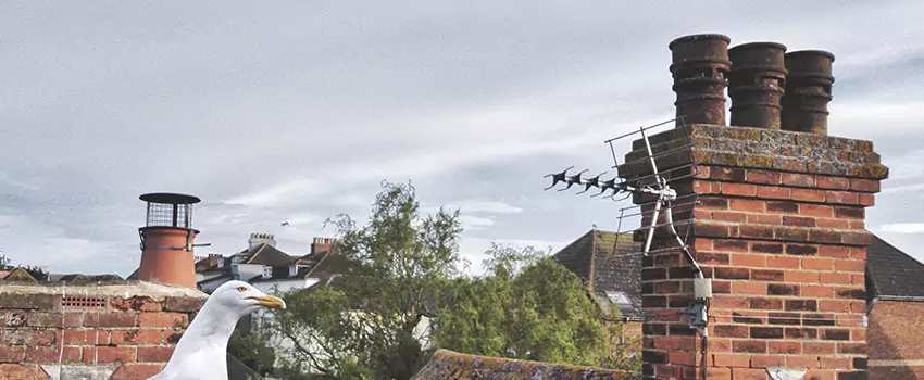 Chimney Cleaning And Restoration in Franklin, Massachusetts